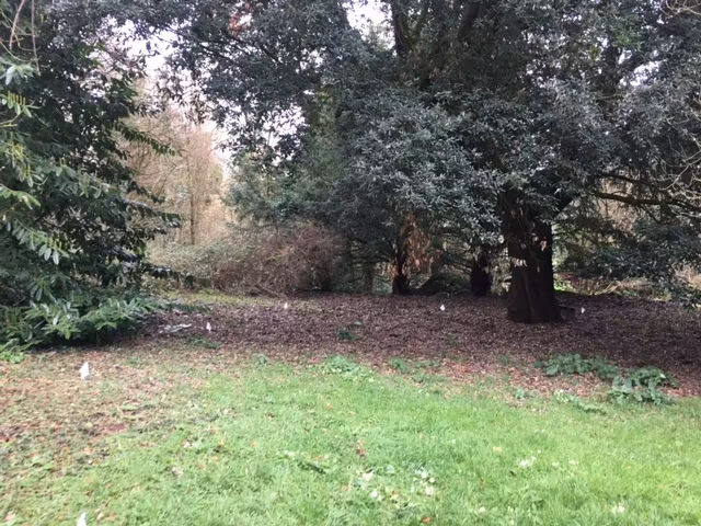 Third image